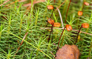 зозулин льон1.png