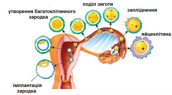 імплантація.png