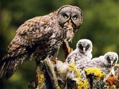 2сова.jpg