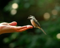 рука плташка.jpg