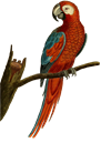 bird-gf16c4b274_1920.png