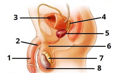 чоловіча статева цифри4.jpg