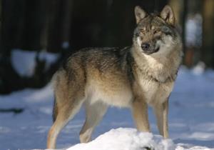 хижі псові16.jpg