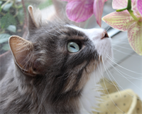 запах кіт.png