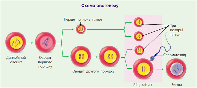 Овогенез.png