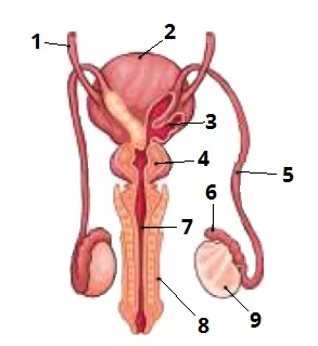 чоловіча цифри 1.jpg