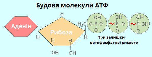 будова АТФ.png