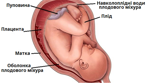 плід у матці.png