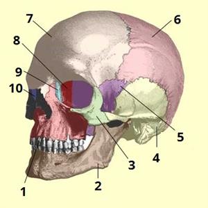 череп цифри4.jpg