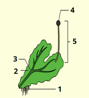 сланевий мох цифри6.png