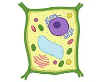 клітина з органелами.jpg