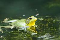frog-ga96d29175_1920.jpg