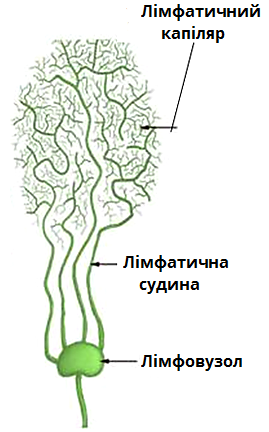 лімфатичні судини.png
