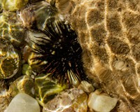 морськ їжа.jpg