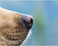 запах пес.png