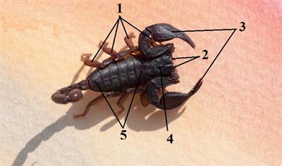 Скорпіон цифри9.jpg