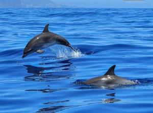 Дельфін2.jpg