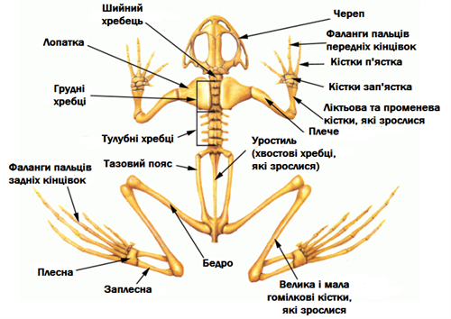 скелет земноводних.png