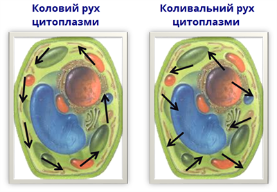 рух цитоплазми.png