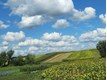 Вікторія Кучерява