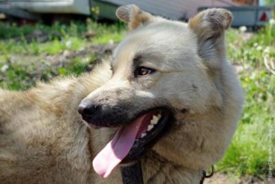 дихання собаки.jpg