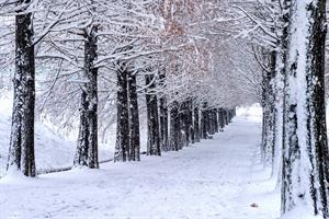 view-of-bench-and-trees-with-falling-snow.jpg