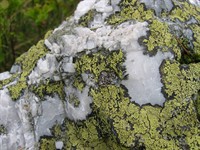 Rhizocarpon_geographicum_on_quartz.jpg