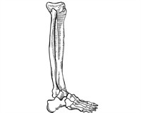 кістки ноги.jpg