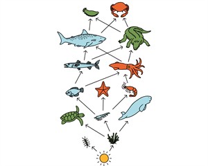 система живлення.jpg