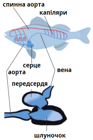 кровоносна система.png