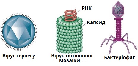 віруси.jpg