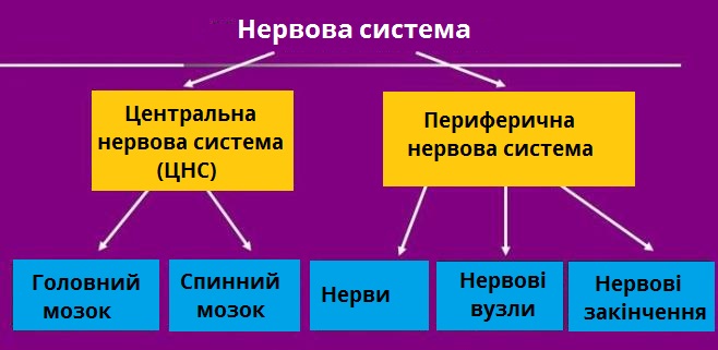 нервова_будова.jpg