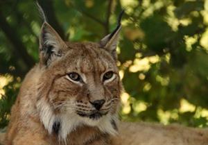 хижі котячі25.jpg