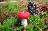 syroyizhka-blyuvotna-russula-emetica-1 з сайту влісі.jpg