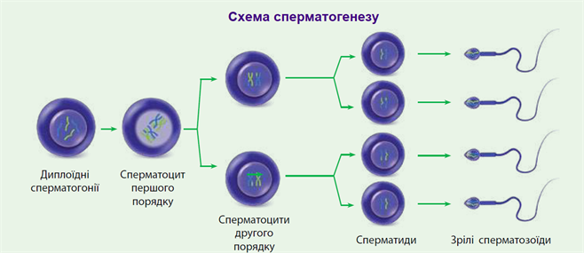 сперматогенез.png