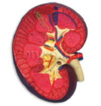 Знімок екрана 2026-04-01 223404.png