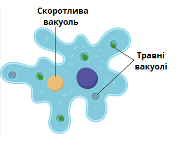 вакуолі_види.png