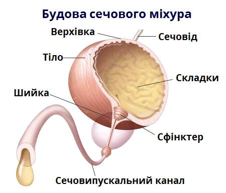 сечовий міхур.png