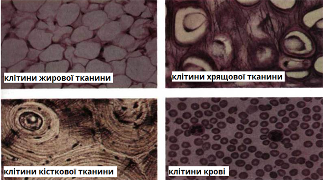 види клітин.png