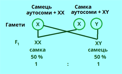 статеве розмноження2.png