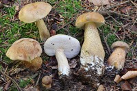 zhovchnyj-gryb-tylopilus-felleus-5.jpg
