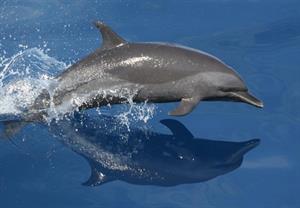дельфін6.jpg