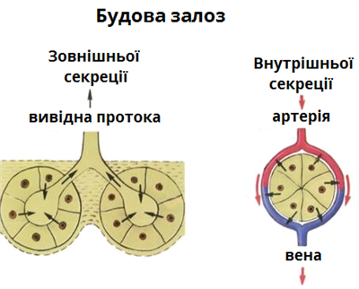 будова залоз.png
