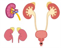 видільна система.jpg