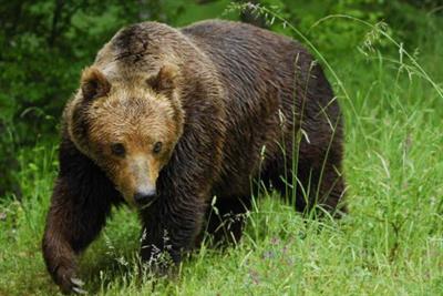 ведмідь бурий.jpg