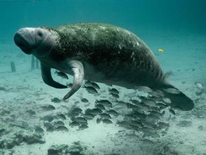 manatee-387195_1920.jpg