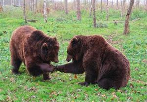 хижі ведмежі11.jpg